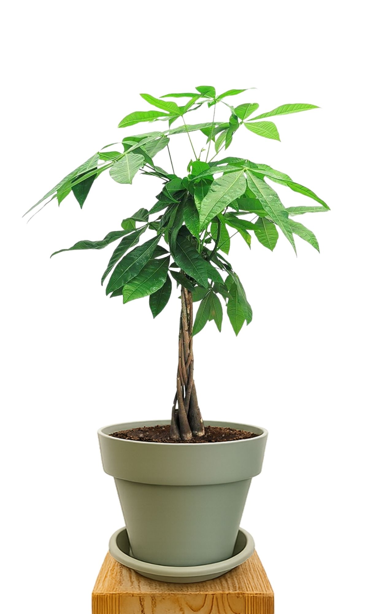 Plant kit 30 Green